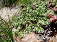 Paronychia polygonifolia