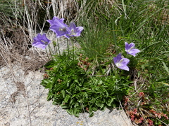 Campanula herminii