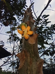 Vasconcellea pubescens