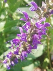 Salvia