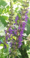 Salvia