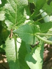 Salvia