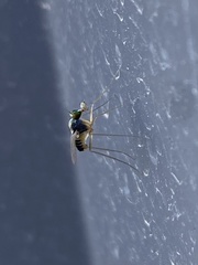 Dactylomyia lateralis