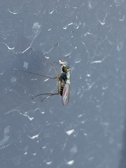 Dactylomyia lateralis