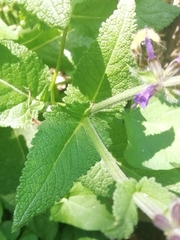 Salvia