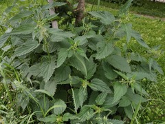 Urtica dioica