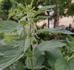 Urtica dioica