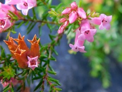 Erica leucantha