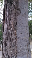 Brosimum alicastrum