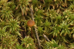 Galerina paludosa