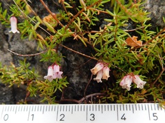 Erica leucantha