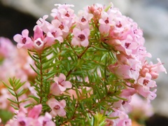 Erica leucantha