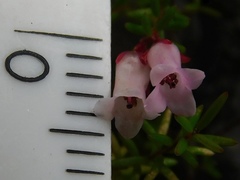 Erica leucantha