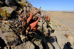 Aloe gariepensis