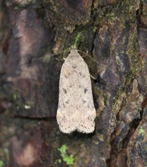 Anacampsis innocuella