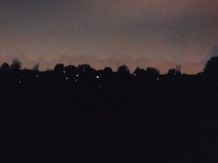 Photinus signaticollis