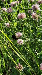 Bombus