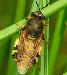 Stratiomys singularior