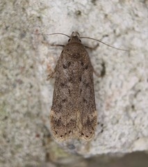 Anacampsis innocuella