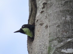 Melanerpes formicivorus