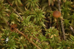 Galerina paludosa
