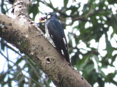 Melanerpes formicivorus
