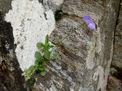 Viola montcaunica