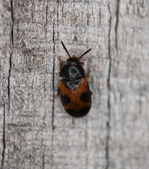 Mycetophagus punctatus