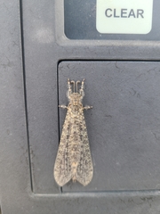 Acanthaclisini