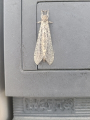 Acanthaclisini