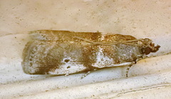 Acrobasis vaccinii