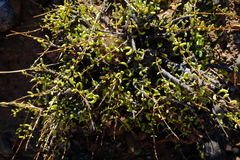 Portulacaria fruticulosa