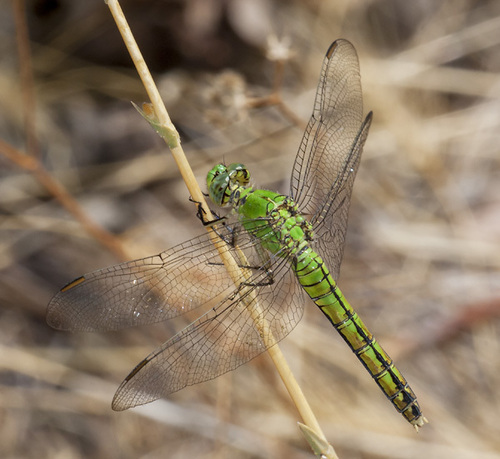 Western Pondhawk