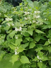 Lamium album