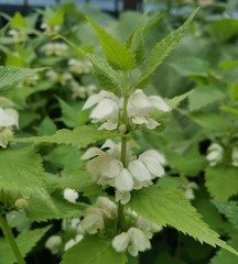 Lamium album