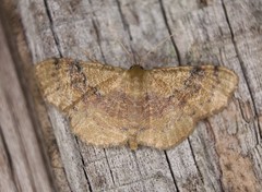 Leptostales ferruminaria