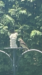 Haemorhous purpureus