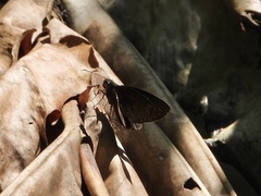Ancistroides nigrita