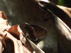 Ancistroides nigrita