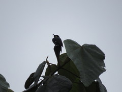 Melanerpes formicivorus