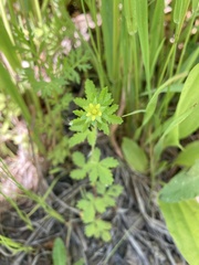 Potentilla biennis