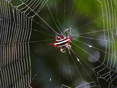 Gasteracantha doriae