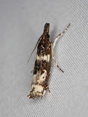 Prionapteryx nebulifera
