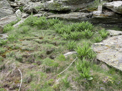 Gentiana lutea