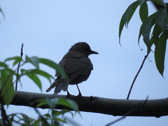 Turdus ignobilis