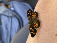 Phyciodes batesii