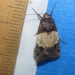 Hampsonodes naevia
