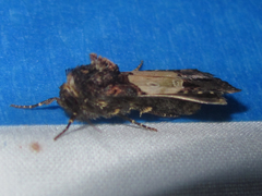Hampsonodes naevia