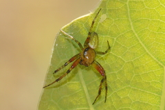 Araniella cucurbitina