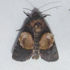 Hampsonodes orbica